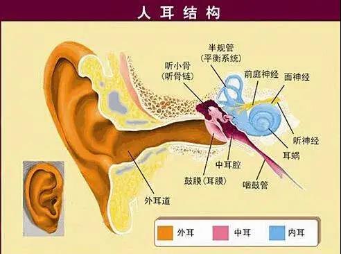 人耳结构图